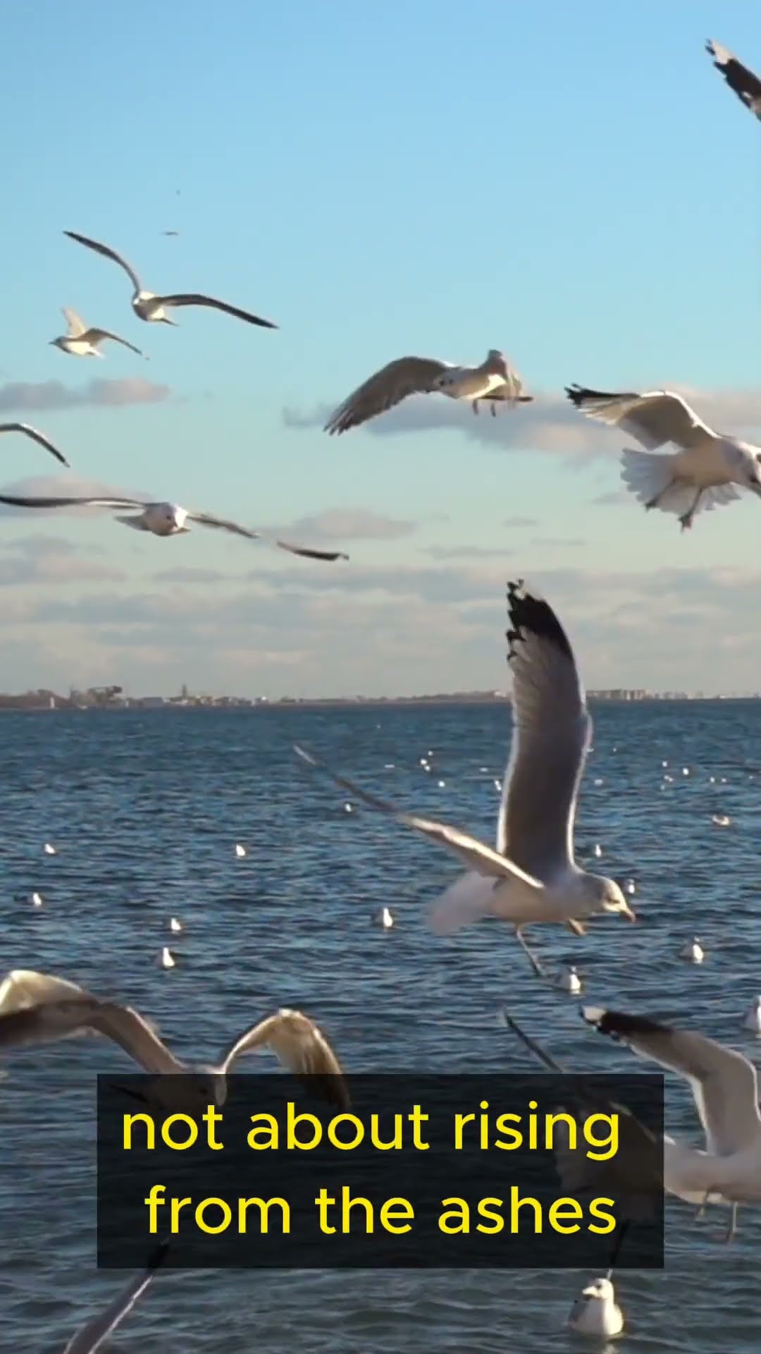 Life Lessons from Birds Part 1 #shorts #lifelessons #birds #wisdom #personalgrowth #resilience